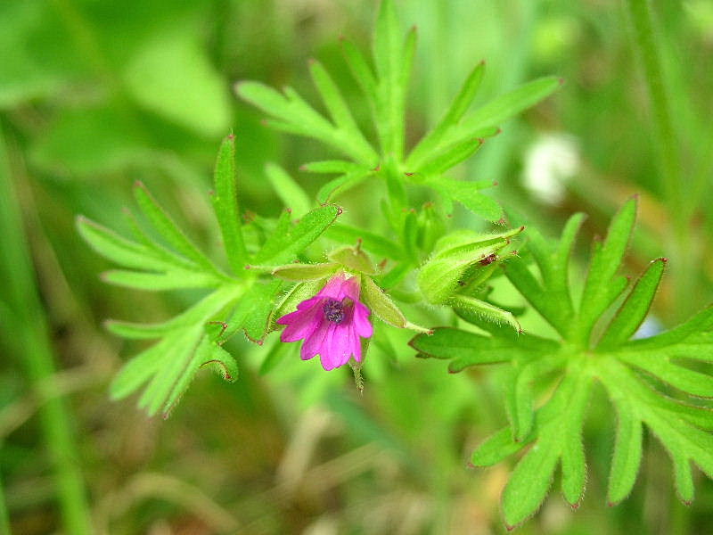 Geranium dissectum